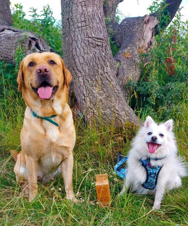 Compostable Dog Poop Bags (80)