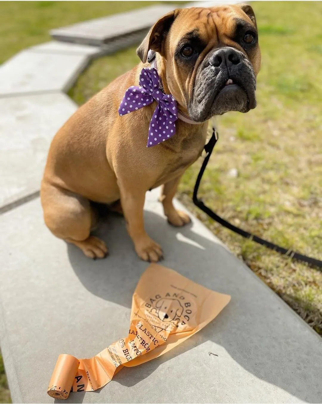 Compostable Dog Poop Bags (80)