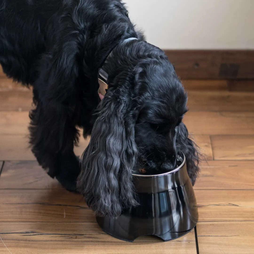 PoochMate Elevated Cocker Spaniel Bowls - Black